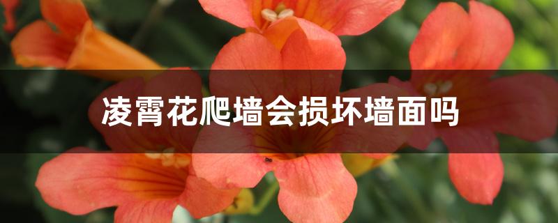 凌霄花爬墙会损坏墙面吗 凌霄花爬墙会损坏墙面吗