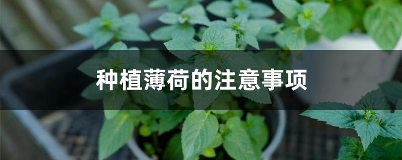 种植薄荷的注意事项 种植薄荷的注意事项
