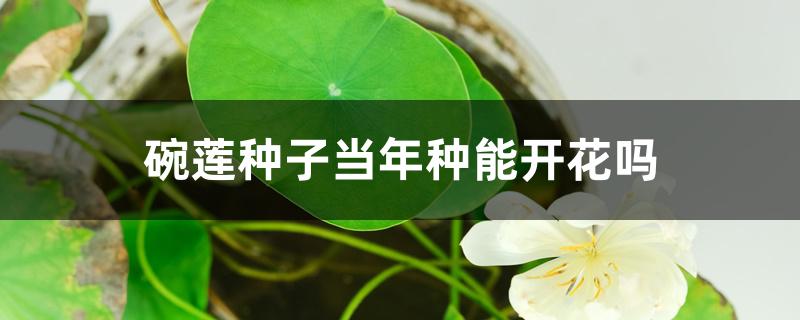 碗莲种子当年种能开花吗 碗莲种子当年种能开花吗