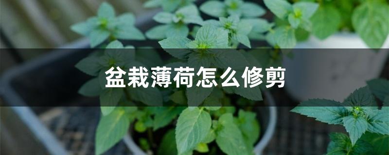 盆栽薄荷怎么修剪 盆栽薄荷怎么修剪
