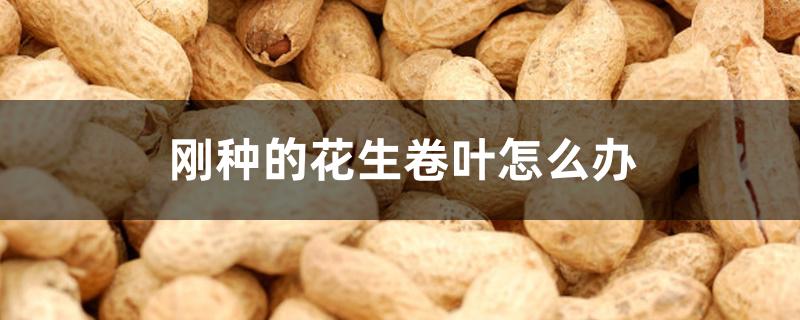 刚种的花生卷叶怎么办 刚种的花生卷叶怎么办