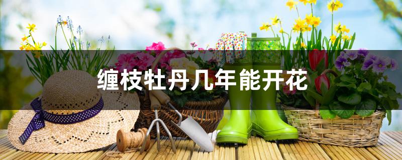 缠枝牡丹几年能开花 缠枝牡丹几年能开花