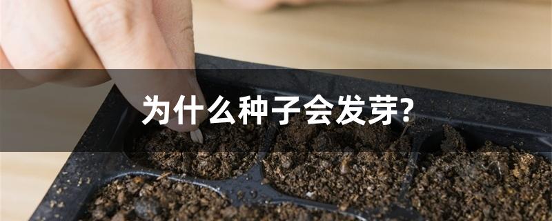 为什么种子会发芽? 为什么种子会发芽?