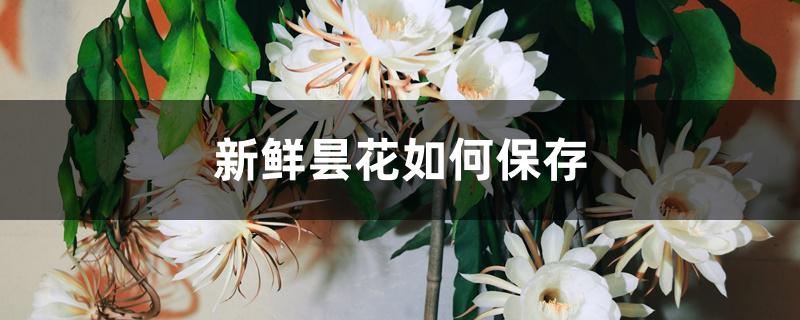 新鲜昙花如何保存 新鲜昙花如何保存