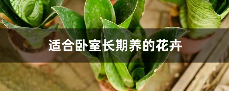 适合卧室长期养的花卉 适合卧室长期养的花卉