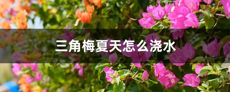 三角梅夏天怎么浇水