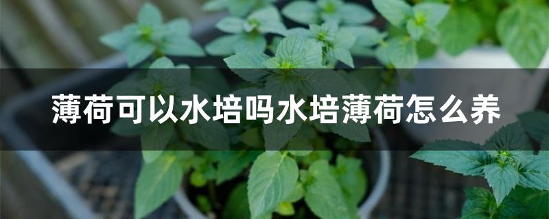 薄荷可以水培吗水培薄荷怎么养