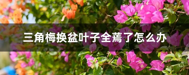 三角梅换盆叶子全蔫了怎么办 三角梅换盆叶子全蔫了怎么办