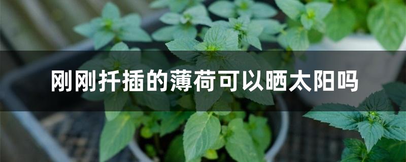 刚刚扦插的薄荷可以晒太阳吗 刚刚扦插的薄荷可以晒太阳吗