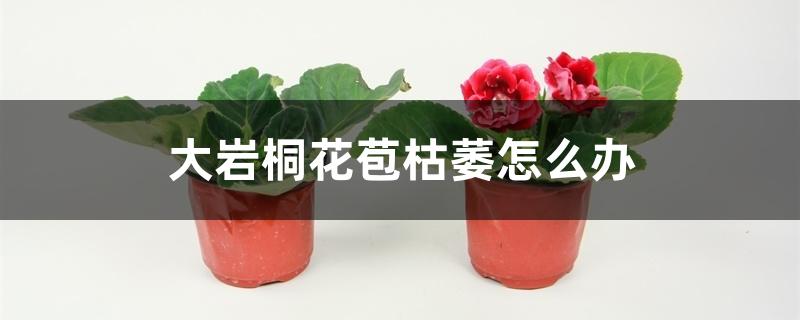 大岩桐花苞枯萎怎么办