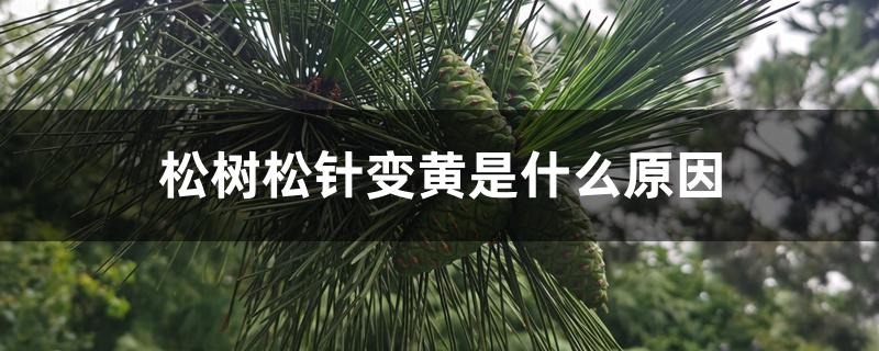 松树松针变黄是什么原因 松树松针变黄是什么原因