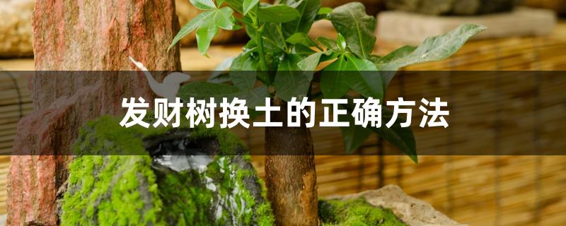 发财树换土的正确方法 发财树换土的正确方法