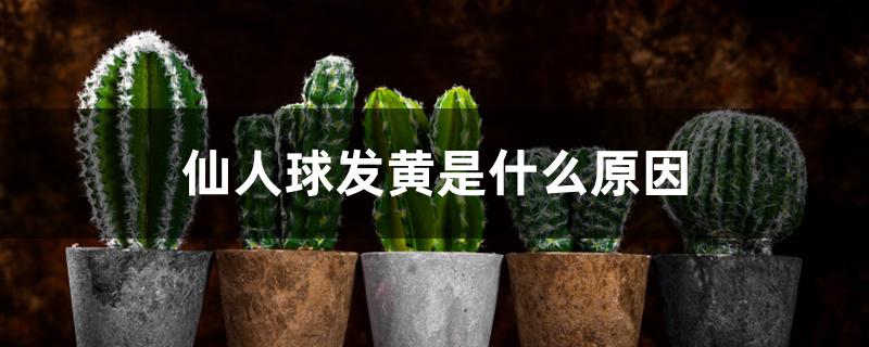 仙人球发黄是什么原因 仙人球发黄是什么原因