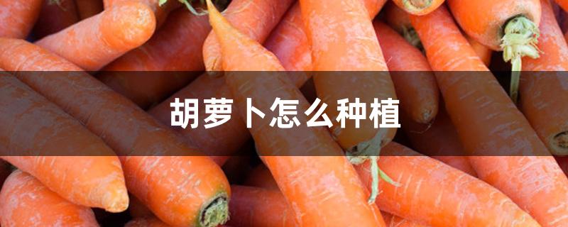 胡萝卜怎么种植 胡萝卜怎么种植