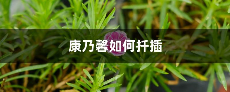 康乃馨如何扦插 康乃馨如何扦插