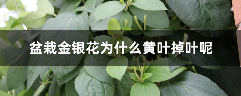 盆栽金银花为什么黄叶掉叶呢 盆栽金银花为什么黄叶掉叶呢