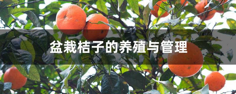 盆栽桔子的养殖与管理 盆栽桔子的养殖与管理