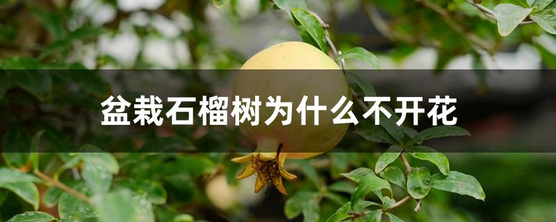 盆栽石榴树为什么不开花 盆栽石榴树为什么不开花