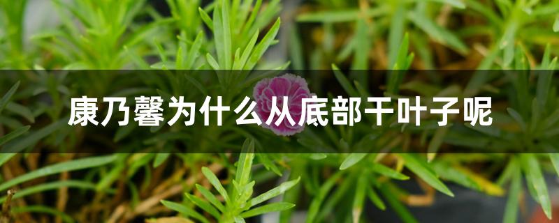 康乃馨为什么从底部干叶子呢 康乃馨为什么从底部干叶子呢