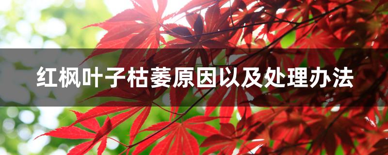 红枫叶子枯萎原因以及处理办法 红枫叶子枯萎原因以及处理办法
