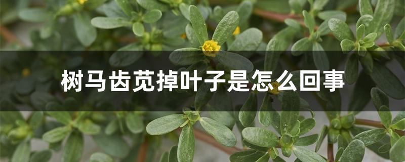 树马齿苋掉叶子是怎么回事 树马齿苋掉叶子是怎么回事