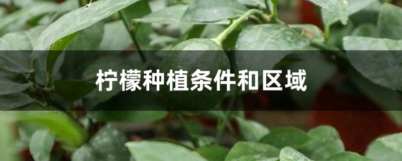 柠檬种植条件和区域 柠檬种植条件和区域