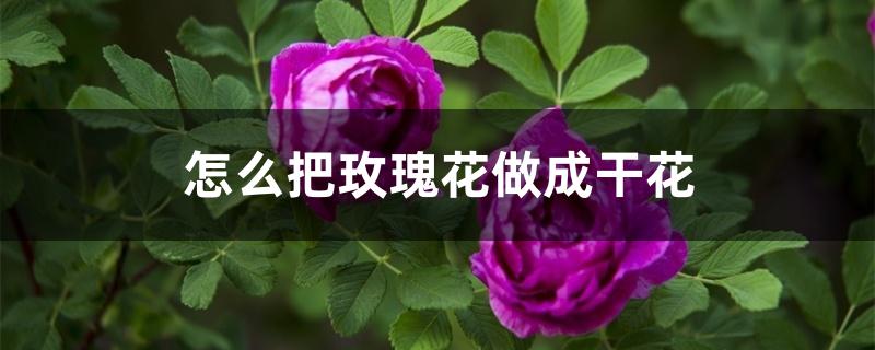怎么把玫瑰花做成干花 怎么把玫瑰花做成干花