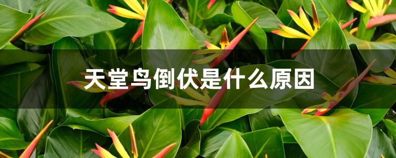 天堂鸟倒伏是什么原因 天堂鸟倒伏是什么原因