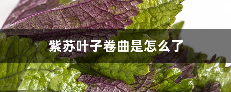 紫苏叶子卷曲是怎么了 紫苏叶子卷曲是怎么了