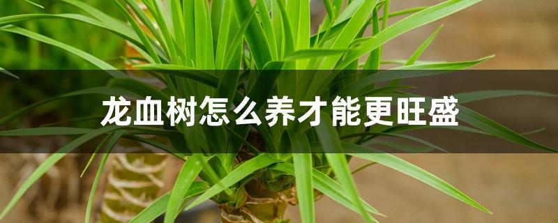 龙血树怎么养才能更旺盛 龙血树怎么养才能更旺盛