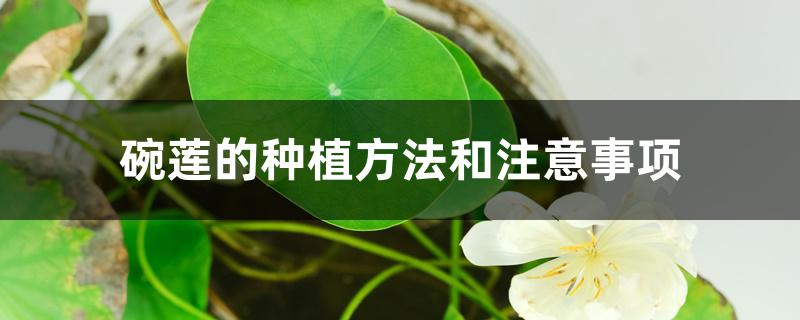 碗莲的种植方法和注意事项 碗莲的种植方法和注意事项
