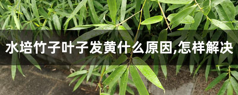 水培竹子叶子发黄什么原因,怎样解决