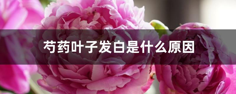 芍药叶子发白是什么原因 芍药叶子发白是什么原因