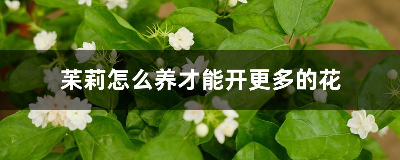 茉莉怎么养才能开更多的花 茉莉怎么养才能开更多的花