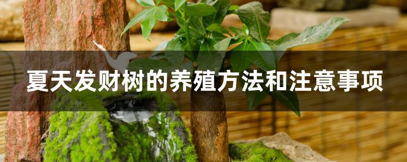 夏天发财树的养殖方法和注意事项 夏天发财树的养殖方法和注意事项