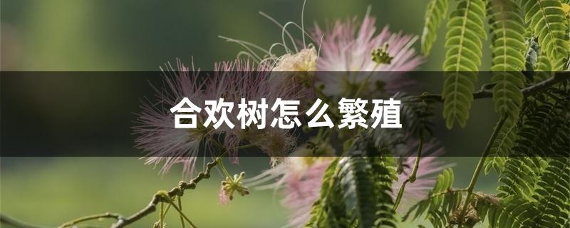 合欢树怎么繁殖 合欢树怎么繁殖