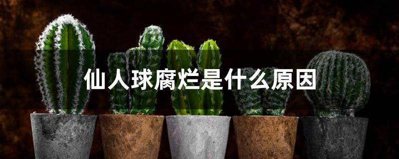 仙人球腐烂是什么原因 仙人球腐烂是什么原因