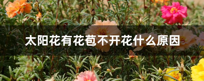 太阳花有花苞不开花什么原因 太阳花有花苞不开花什么原因