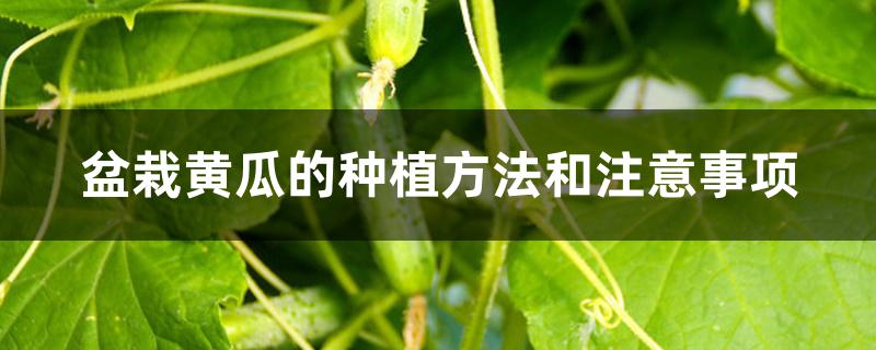 盆栽黄瓜的种植方法和注意事项 盆栽黄瓜的种植方法和注意事项