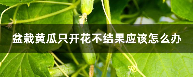 盆栽黄瓜只开花不结果应该怎么办 盆栽黄瓜只开花不结果应该怎么办