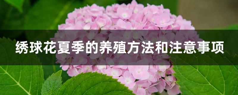 绣球花夏季的养殖方法和注意事项 绣球花夏季的养殖方法和注意事项
