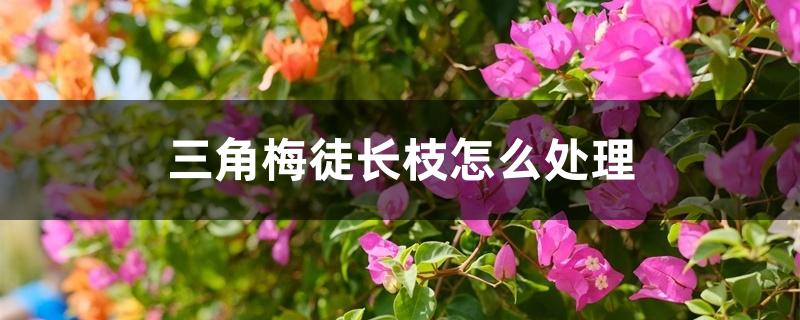 三角梅徒长枝怎么处理 三角梅徒长枝怎么处理