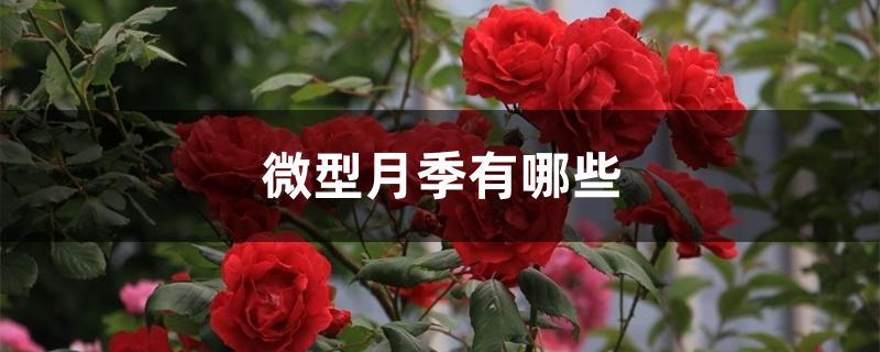 微型月季有哪些 微型月季有哪些