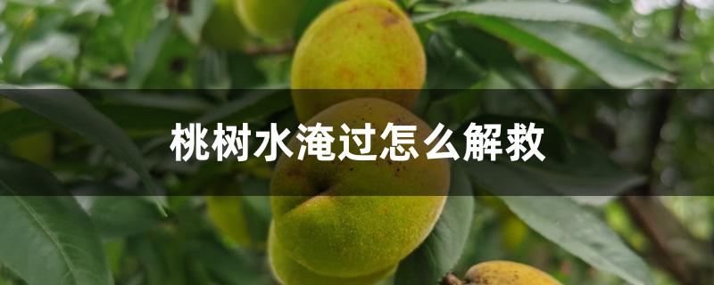 桃树水淹过怎么解救 桃树水淹过怎么解救