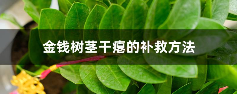 金钱树茎干瘪的补救方法 金钱树茎干瘪的补救方法