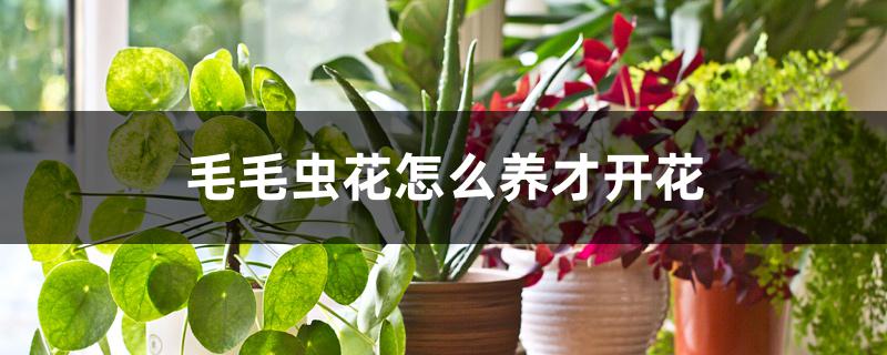 毛毛虫花怎么养才开花 毛毛虫花怎么养才开花