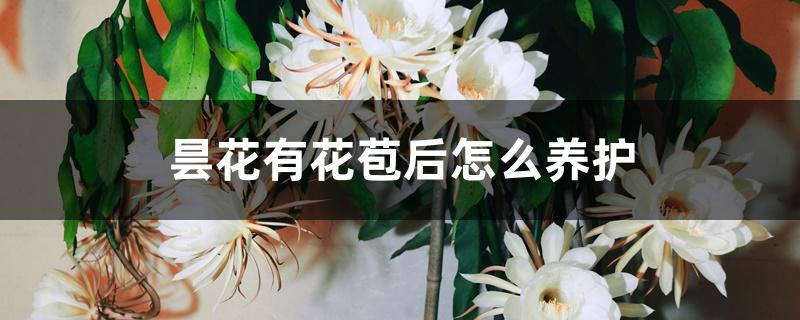 昙花有花苞后怎么养护 昙花有花苞后怎么养护