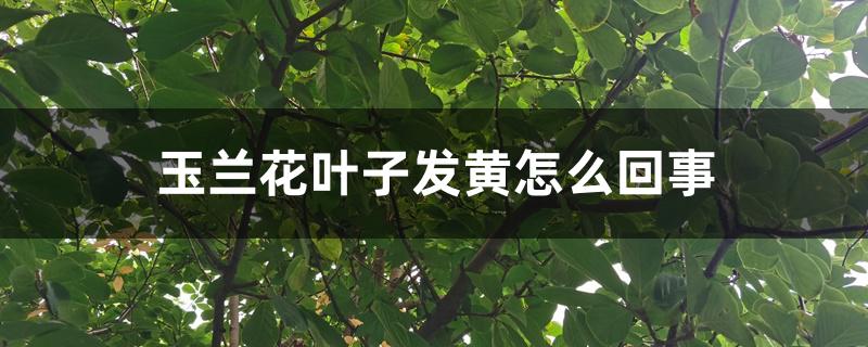玉兰花叶子发黄怎么回事 玉兰花叶子发黄怎么回事
