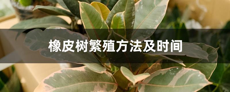 橡皮树繁殖方法及时间 橡皮树繁殖方法及时间
