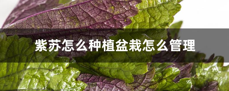 紫苏怎么种植盆栽怎么管理 紫苏怎么种植盆栽怎么管理
